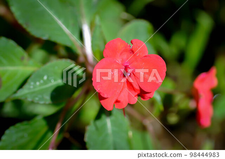 Balsaminaceae, Busy Lizzie or Impatiens walleriana Hook f or Patience Plant or Sultana or Impatiens walleriana flowers or orange flower Balsaminaceae, Busy Lizzie or Impatiens walleriana Hook f or Patience Plant or Sultana or Impatiens walleriana flowers or orange flower 98444983