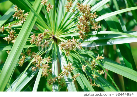 Cyperus alternifolius L, Cyperus alternifolius subsp or cyperus altoniforus or Cyperus flabelliformis Rottb or Cyperus involucratus Rottb or flabelliformis or Flatsedge or Umbrella plant Cyperus alternifolius L, Cyperus alternifolius subsp or cyperus altoniforus or Cyperus flabelliformis Rottb or Cyperus involucratus Rottb or flabelliformis or Flatsedge or Umbrella plant 98444984