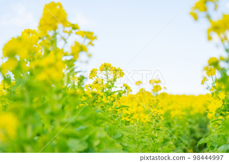 Rape blossoms and the arrival of spring image Rape blossoms and the arrival of spring image 98444997