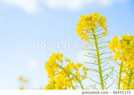 Rape blossoms and the arrival of spring image Rape blossoms and the arrival of spring image 98445135