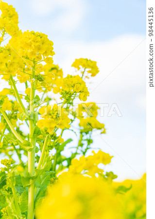 Rape blossoms and the arrival of spring image Rape blossoms and the arrival of spring image 98445136
