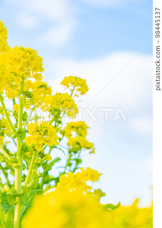Rape blossoms and the arrival of spring image 98445137