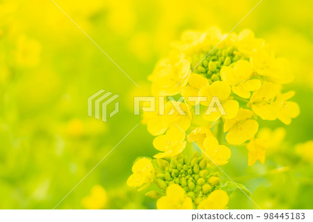 Rape blossoms and the arrival of spring image Rape blossoms and the arrival of spring image 98445183
