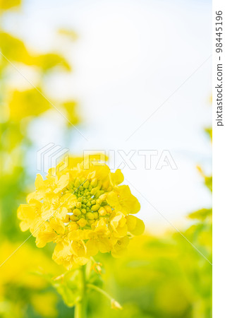 Rape blossoms and the arrival of spring image Rape blossoms and the arrival of spring image 98445196