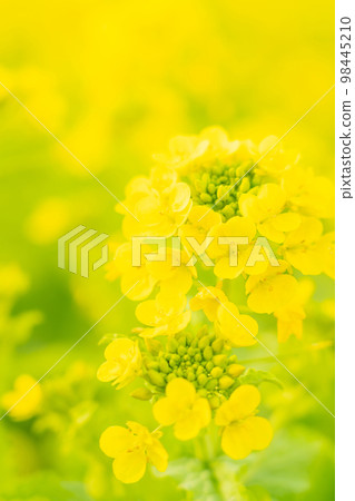 油菜花和春天的到來形象 油菜花和春天的到來形象 98445210