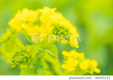 油菜花和春天的到來形象 98445212