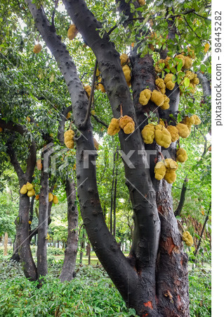 jackfruits hanging on tree trunk. tropical fruit, jack tree jackfruits hanging on tree trunk. tropical fruit, jack tree 98445282