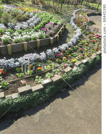 Colorful flowerbeds along the boardwalk in the park 98445390