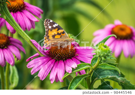Beautiful butterfly painted lady or Vanessa cardui sitting on purple Echinacea flower in the summer. Close up. Macro. Beautiful butterfly painted lady or Vanessa cardui sitting on purple Echinacea flower in the summer. Close up. Macro. 98445546