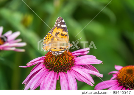 Beautiful butterfly painted lady or Vanessa cardui sitting on purple Echinacea flower in the summer. Close up. Macro. Beautiful butterfly painted lady or Vanessa cardui sitting on purple Echinacea flower in the summer. Close up. Macro. 98445547