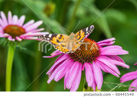 Beautiful butterfly painted lady or Vanessa cardui sitting on purple Echinacea flower in the summer. Close up. Macro. Beautiful butterfly painted lady or Vanessa cardui sitting on purple Echinacea flower in the summer. Close up. Macro. 98445549