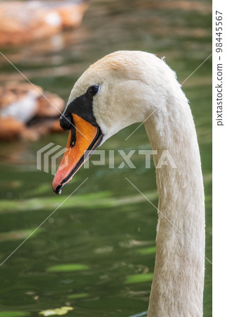 Portrait of a graceful white swan with long neck on dark water background. 98445567