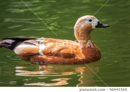 Ruddy Shelduck, or red duck, lat. Tadorna ferruginea, swimming on a lake. Ruddy Shelduck, or red duck, lat. Tadorna ferruginea, swimming on a lake. 98445569