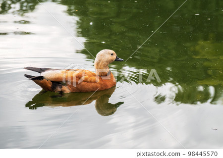 Ruddy Shelduck, or red duck, lat. Tadorna ferruginea, swimming on a lake. Ruddy Shelduck, or red duck, lat. Tadorna ferruginea, swimming on a lake. 98445570