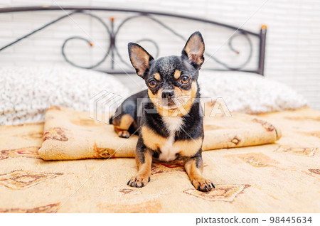 A chihuahua tricolor dog is lying in bed in the bedroom. A dog of a small breed rests at home. A chihuahua tricolor dog is lying in bed in the bedroom. A dog of a small breed rests at home. 98445634