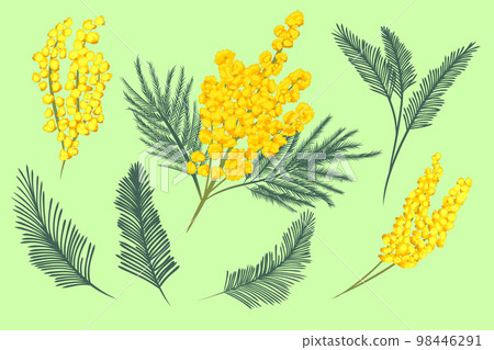 Silver Wattle or Mimosa with Bipinnate Leaves and Yellow Racemose Inflorescences Vector Set 98446291