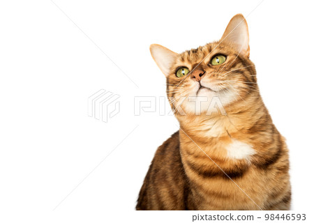 The head of a Bengal cat looking up with interest The head of a Bengal cat looking up with interest 98446593