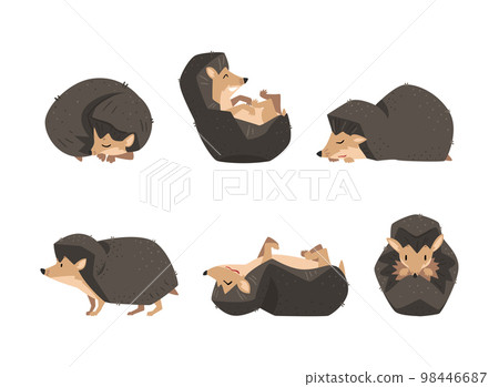 Cute Hedgehog Spiny Mammal in Different Pose Vector Set 98446687