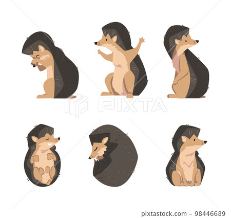 Cute Hedgehog Spiny Mammal in Different Pose Vector Set Cute Hedgehog Spiny Mammal in Different Pose Vector Set 98446689