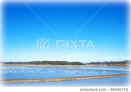 由於輻射冷卻,天鵝棲息的冬季水面結冰 由於輻射冷卻,天鵝棲息的冬季水面結冰 98446758