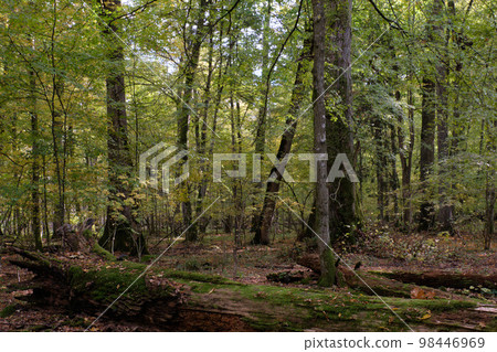 Broken trees in autumnal natural deciduous forest 98446969
