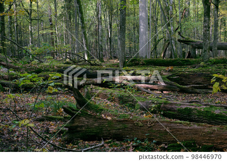 Broken trees in autumnal natural deciduous forest 98446970