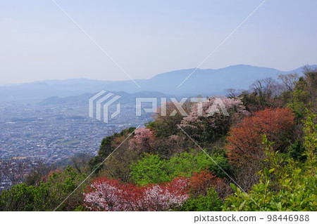 Looking toward the southern part of Tokushima City from Mt. Bizan with cherry blossoms Looking toward the southern part of Tokushima City from Mt. Bizan with cherry blossoms 98446988