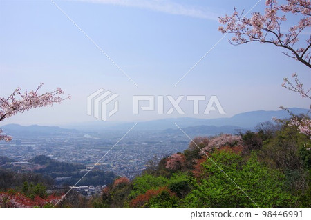德島縣 從眉山看櫻花的飛保山和小松島市 98446991