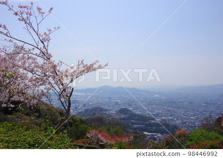 德島縣 從眉山看櫻花的飛保山和小松島市 98446992