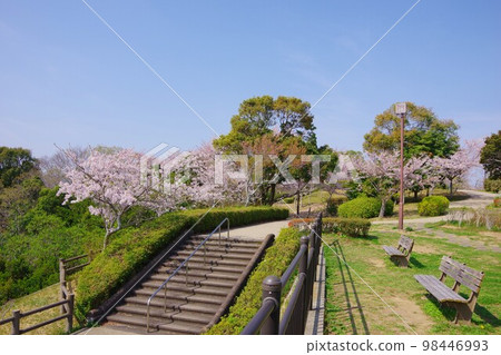 Tokushima City Bizan Park with cherry blossoms Tokushima City Bizan Park with cherry blossoms 98446993