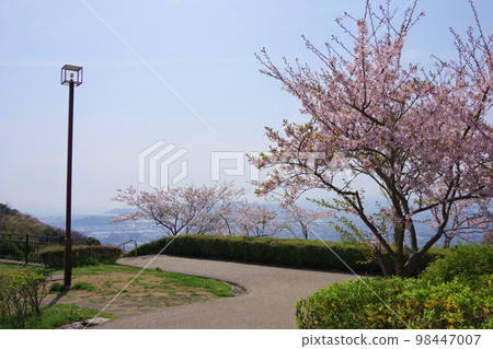 櫻花盛開的德島市眉山公園 櫻花盛開的德島市眉山公園 98447007