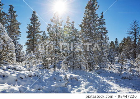 Winter forest 98447220