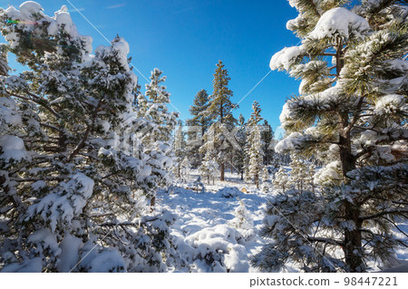 Winter forest 98447221