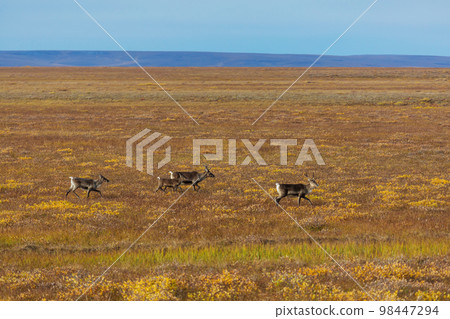 Reindeer Reindeer 98447294