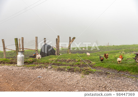 chickens in the farm yard, organic 98447369