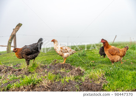 chickens in the farm yard, organic 98447370