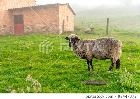 sheep on the farm in the paddock sheep on the farm in the paddock 98447372