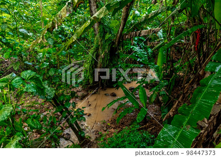 river with rain water in the rain forest river with rain water in the rain forest 98447373