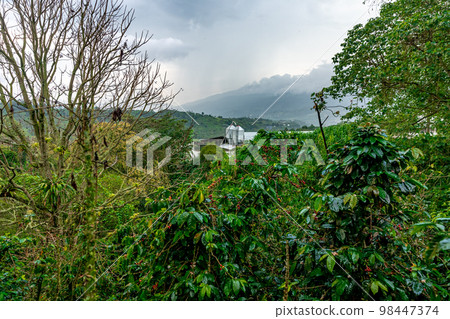 organic coffee plantation in rain forest organic coffee plantation in rain forest 98447374
