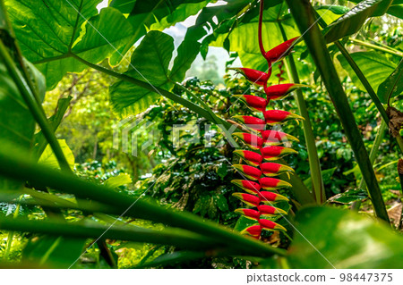 heliconia flower in tropical forest heliconia flower in tropical forest 98447375