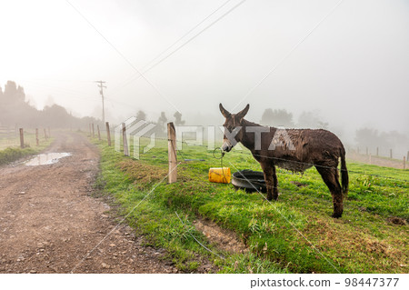 donkey on the farm in the fog donkey on the farm in the fog 98447377