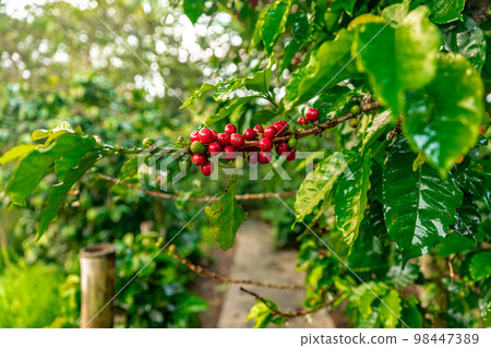organic coffee plantation in rain forest organic coffee plantation in rain forest 98447389