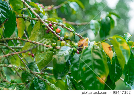 ripe coffee fruits on a branch in the rain forest in the rain ripe coffee fruits on a branch in the rain forest in the rain 98447392