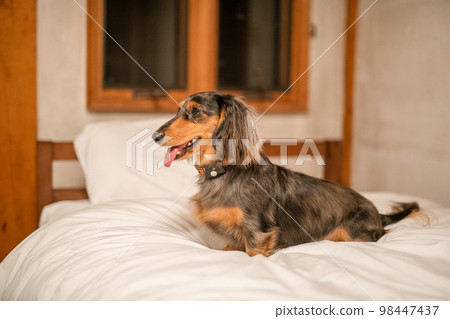 A silver dapple dachshund relaxes in a log cabin lodge A silver dapple dachshund relaxes in a log cabin lodge 98447437