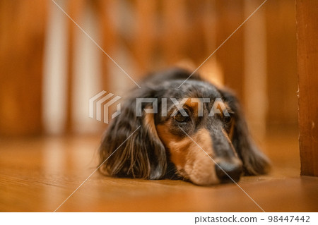 A silver dapple dachshund relaxes in a log cabin lodge A silver dapple dachshund relaxes in a log cabin lodge 98447442