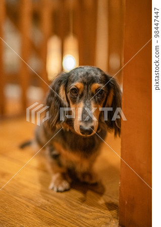 A silver dapple dachshund relaxes in a log cabin lodge A silver dapple dachshund relaxes in a log cabin lodge 98447447