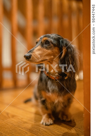 A silver dapple dachshund relaxes in a log cabin lodge A silver dapple dachshund relaxes in a log cabin lodge 98447448