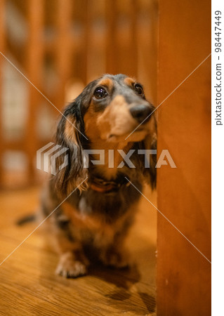 A silver dapple dachshund relaxes in a log cabin lodge 98447449