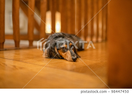 A silver dapple dachshund relaxes in a log cabin lodge A silver dapple dachshund relaxes in a log cabin lodge 98447450