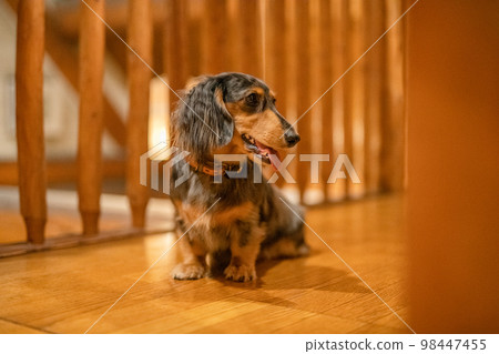 一隻銀色斑紋臘腸犬在小木屋小屋裡放鬆 一隻銀色斑紋臘腸犬在小木屋小屋裡放鬆 98447455